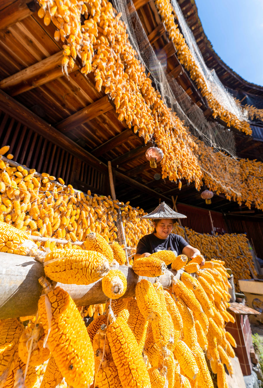 Golden corn cobs add festive color and charm to rural dwellings in SE China’s Fujian