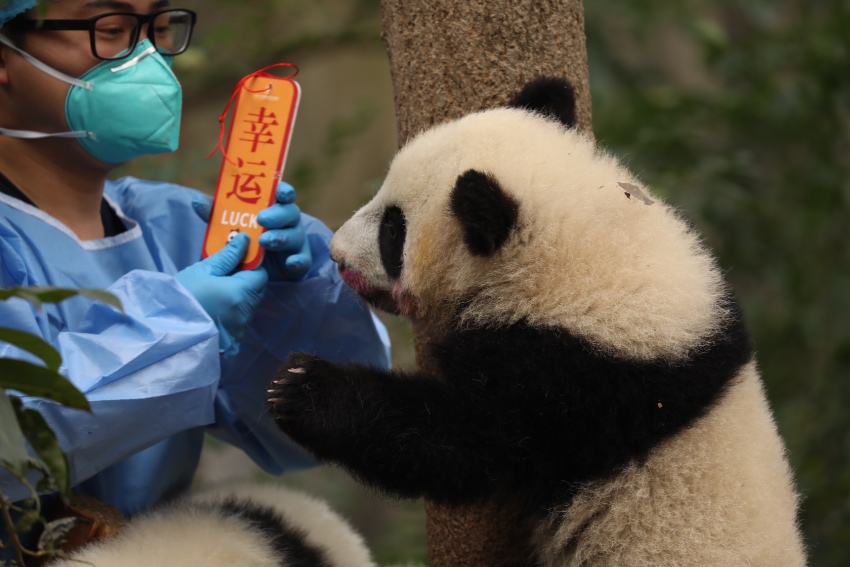 13 panda cubs send New Year greetings in SW China