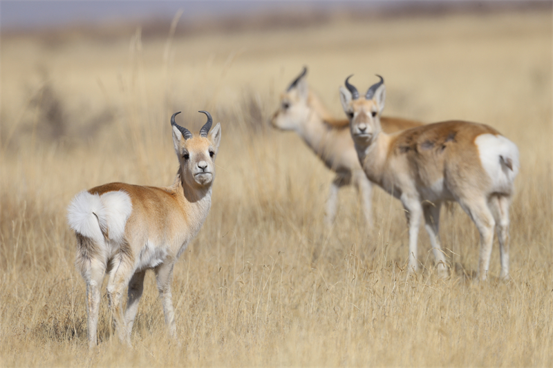 Rare gazelle species spotted on grassland near Qinghai Lake