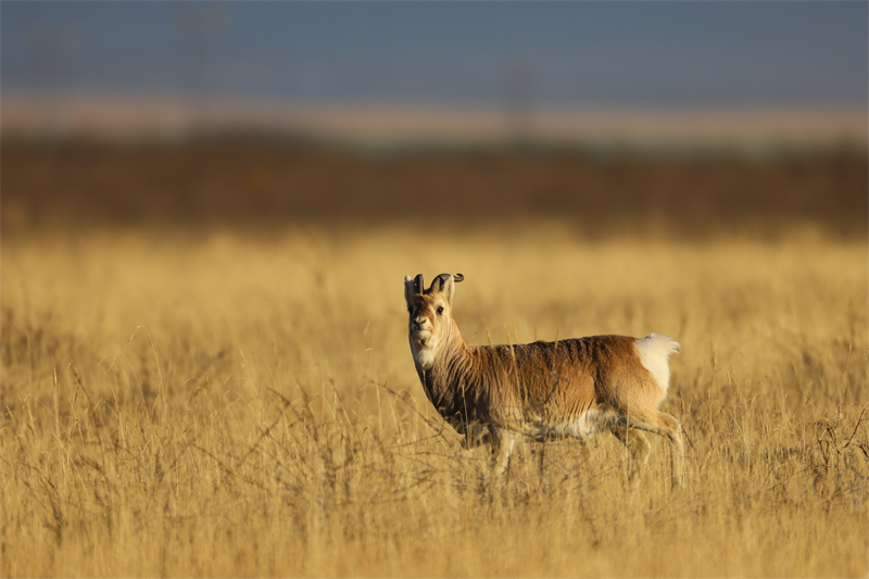 Rare gazelle species spotted on grassland near Qinghai Lake