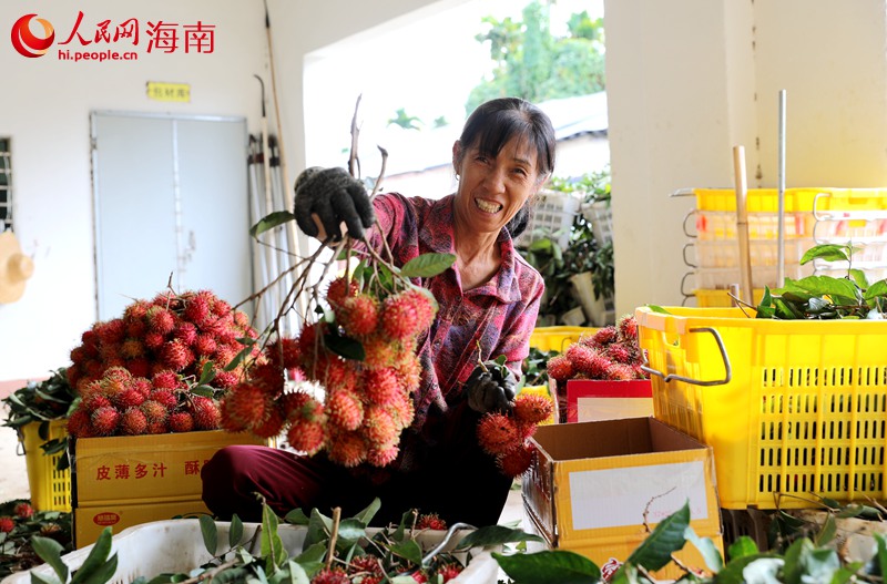 County in south China’s Hainan finds path to prosperity by growing rambutan