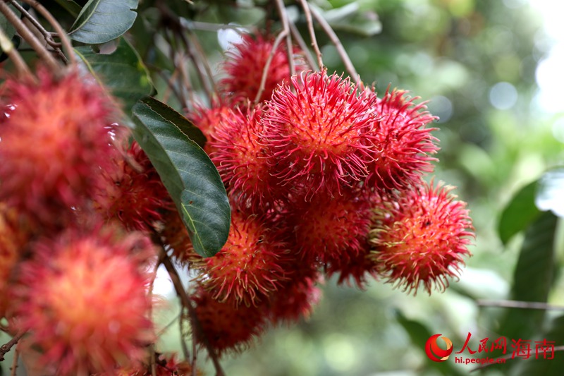 County in south China’s Hainan finds path to prosperity by growing rambutan