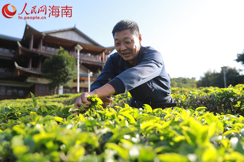 In pics: A glimpse of tea processing in China’s Hainan