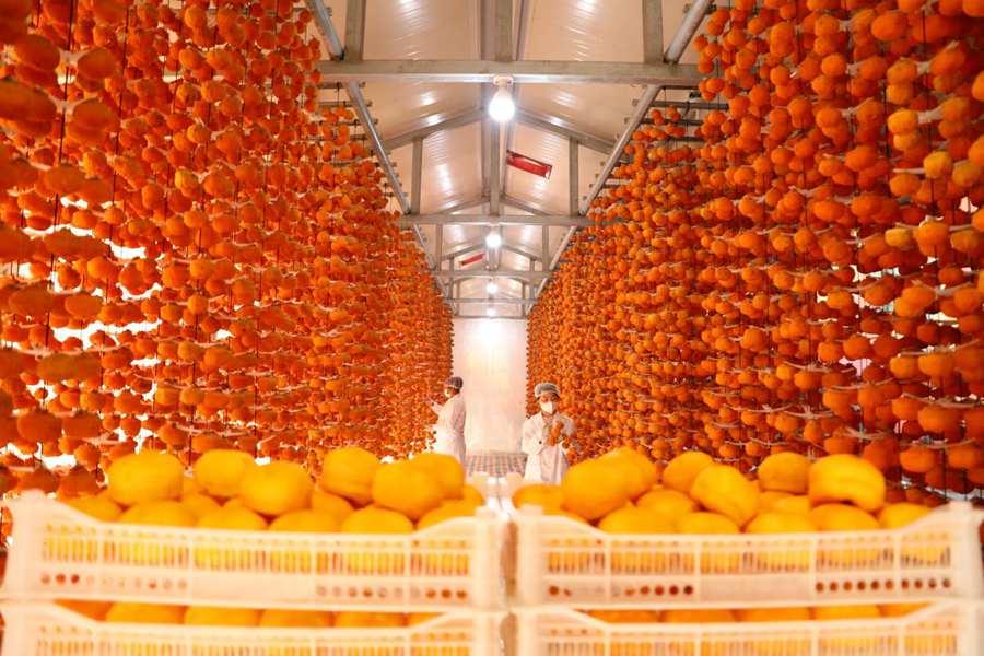 Persimmon industry boosts people's incomes in Yixian county, N China's Hebei