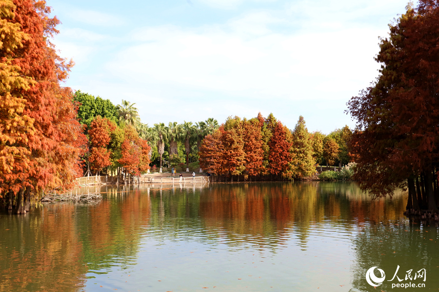 Beautiful scenery of bald cypresses in SE China's Fujian