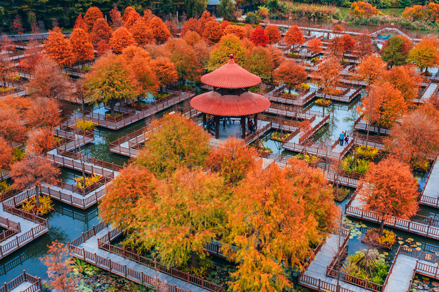 Beautiful scenery of bald cypresses in SE China's Fujian