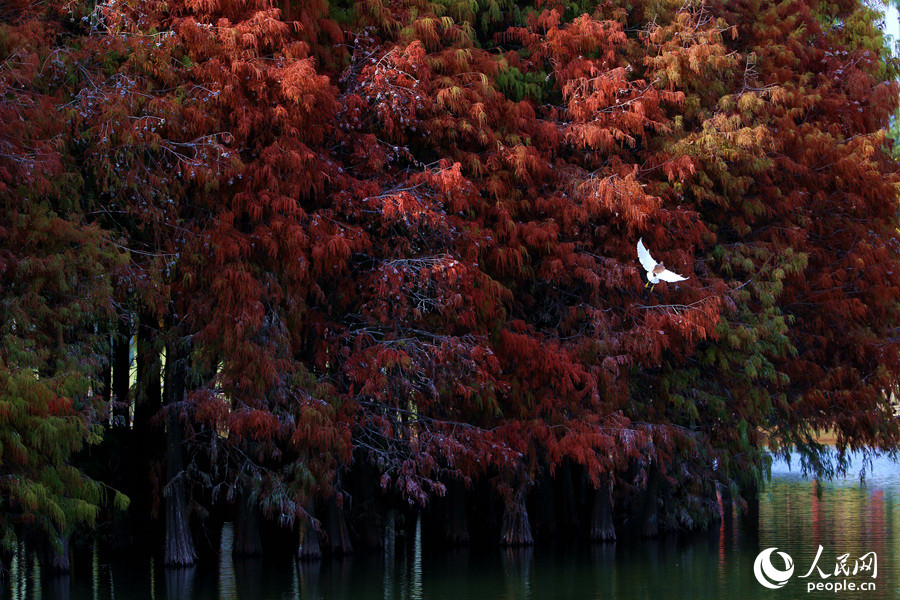 Beautiful scenery of bald cypresses in SE China's Fujian