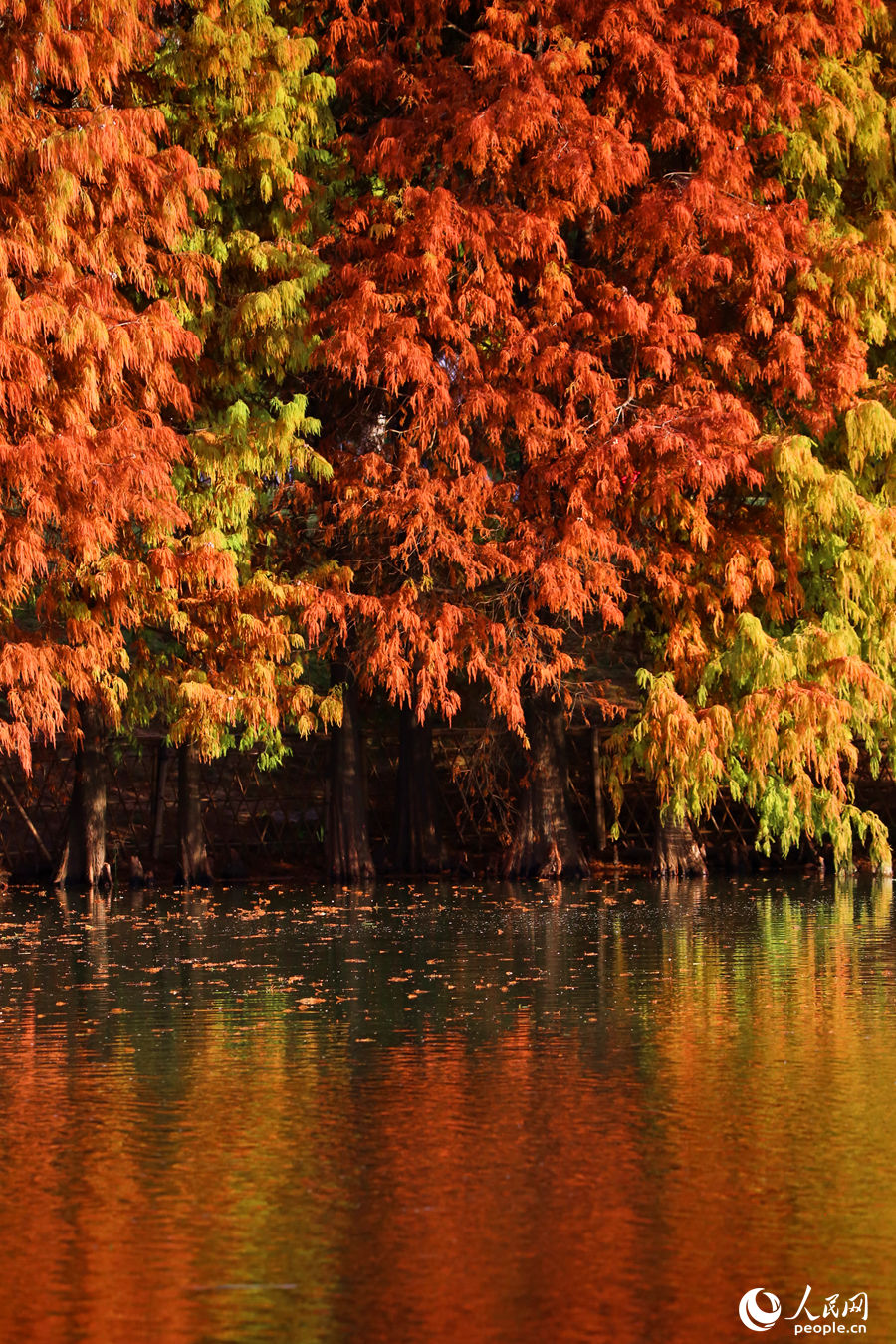 Beautiful scenery of bald cypresses in SE China's Fujian