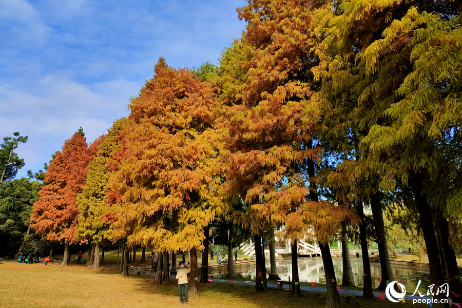 Beautiful scenery of bald cypresses in SE China's Fujian