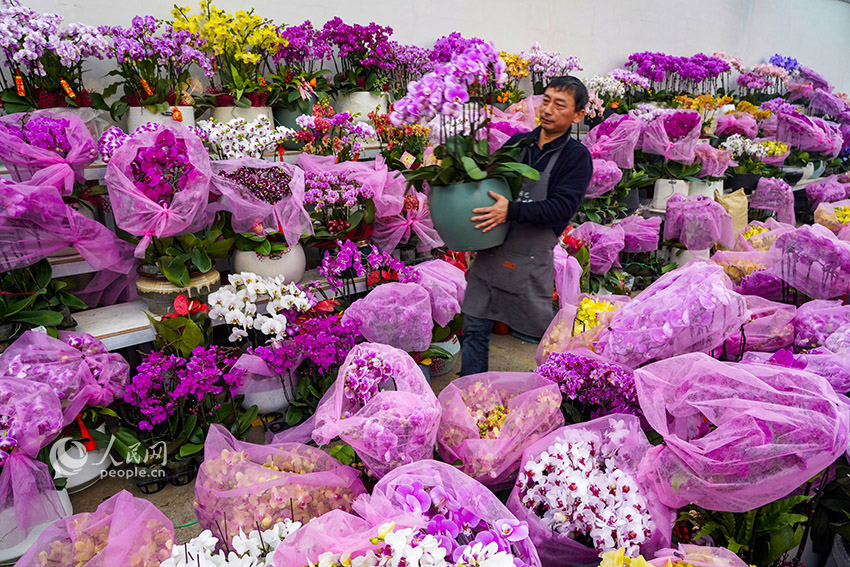 Chinese cities immersed in festival atmosphere as Lunar New Year nears