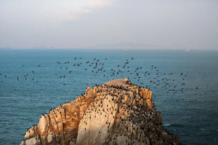 County in SE China's Fujian sees progress in protection of migratory birds