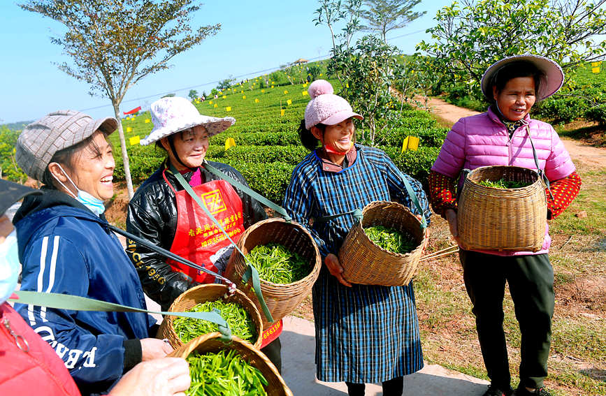 County in south China's Guangxi enters early spring tea harvest season