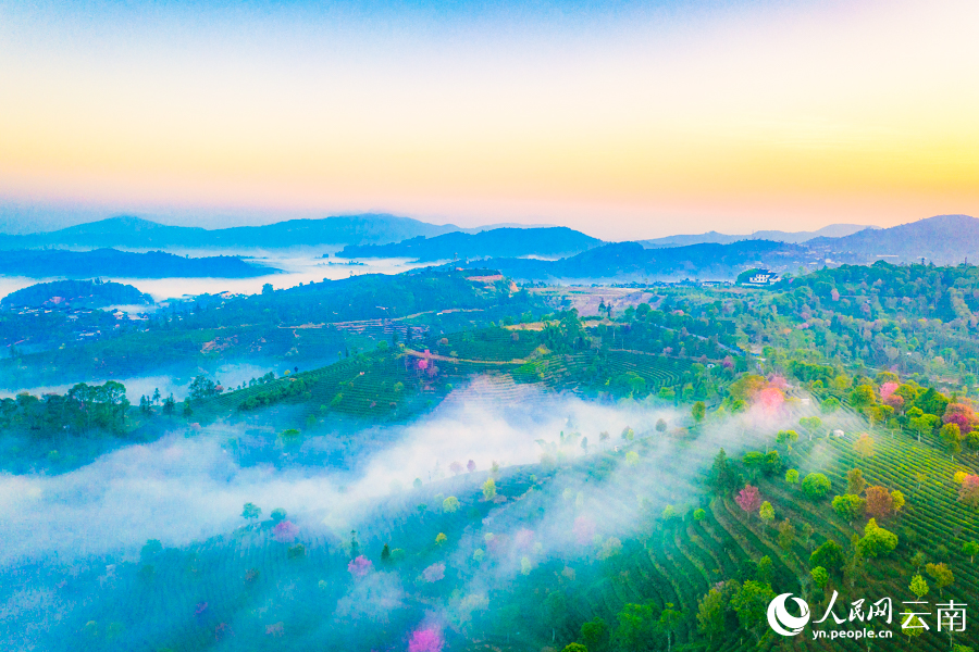 Intoxicating cherry blossoms cover tea garden in China’s Yunnan