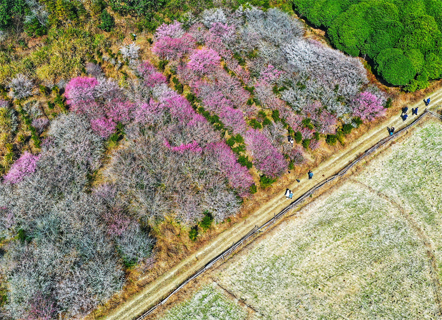 Tourists admire blossoming flowers in E China's Jiangxi