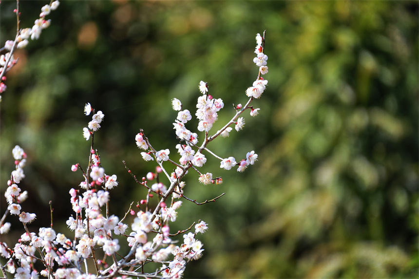 Tourists admire blossoming flowers in E China's Jiangxi