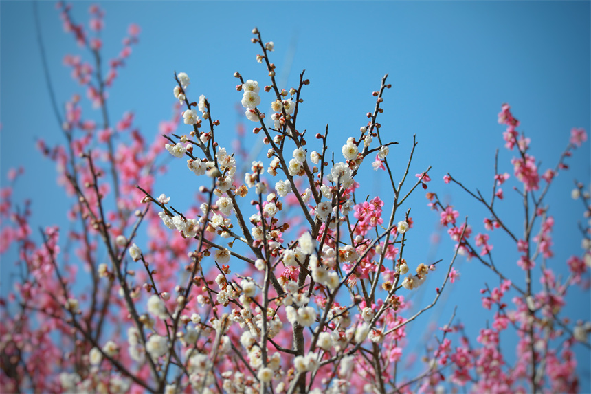 Tourists admire blossoming flowers in E China's Jiangxi