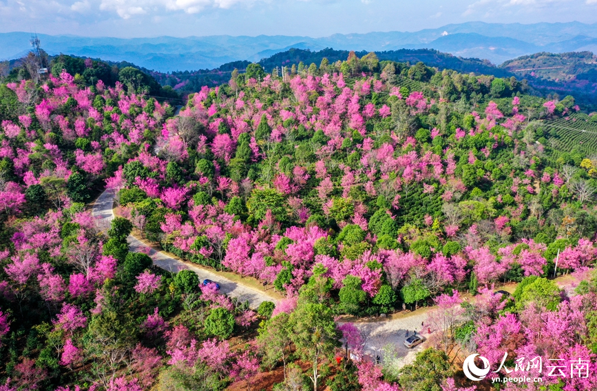 Cherry blossoms in SW China's Yunnan attract throngs of visitors