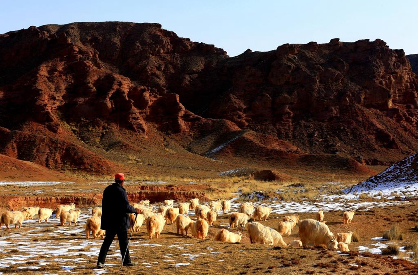 Herdsman grazes sheep on snow-covered grassland in NW China's Gansu