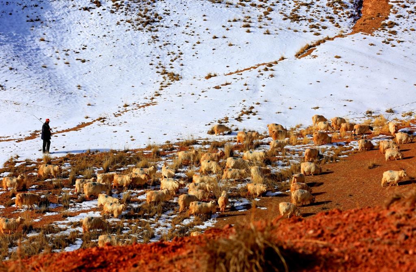 Herdsman grazes sheep on snow-covered grassland in NW China's Gansu