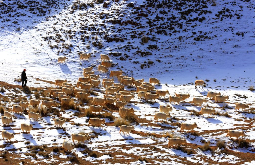 Herdsman grazes sheep on snow-covered grassland in NW China's Gansu