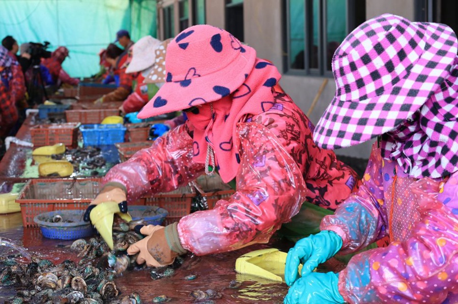 Fishermen busy sorting abalone fingerlings in Lianjiang county, SE China's Fujian