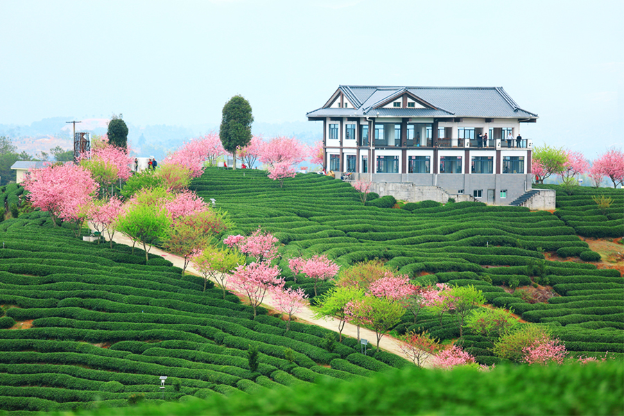 Cherry blossom festival to kick off in SE China's Fujian