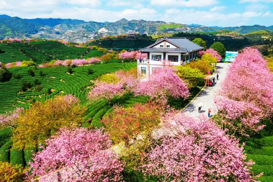 Cherry blossom festival to kick off in SE China's Fujian