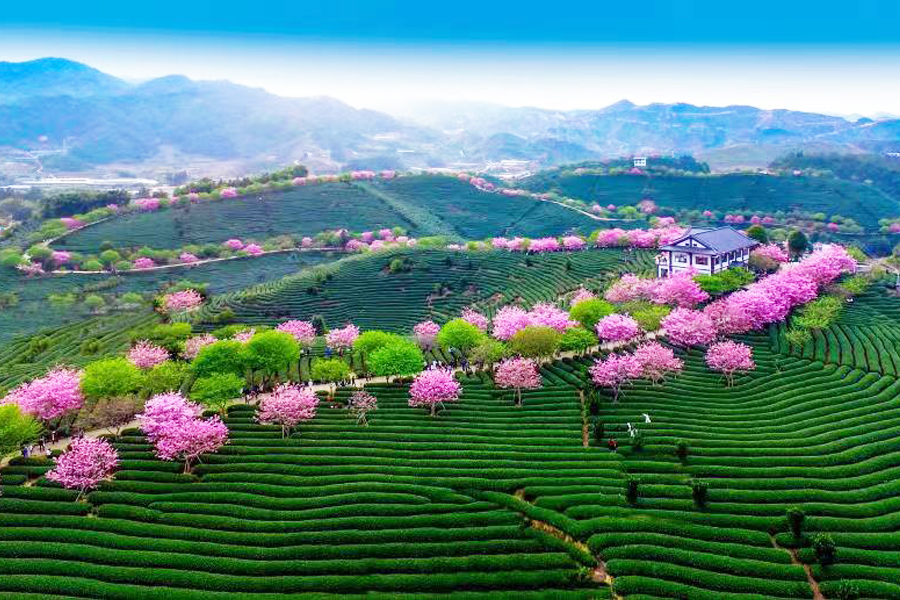 Cherry blossom festival to kick off in SE China's Fujian