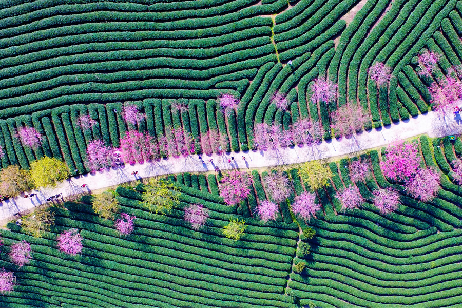 Cherry blossom festival to kick off in SE China's Fujian