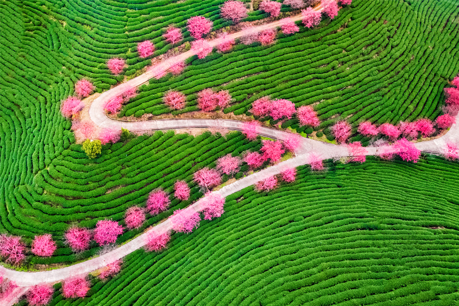 Cherry blossom festival to kick off in SE China's Fujian