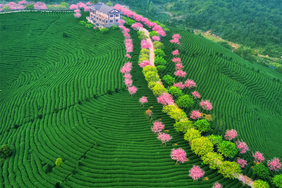 Cherry blossom festival to kick off in SE China's Fujian