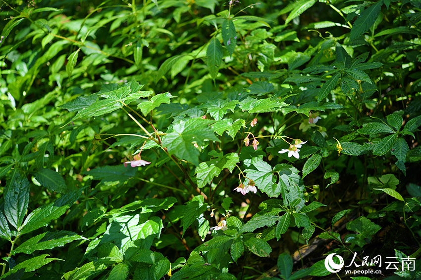 New Begonia species discovered in SW China’s Yunnan