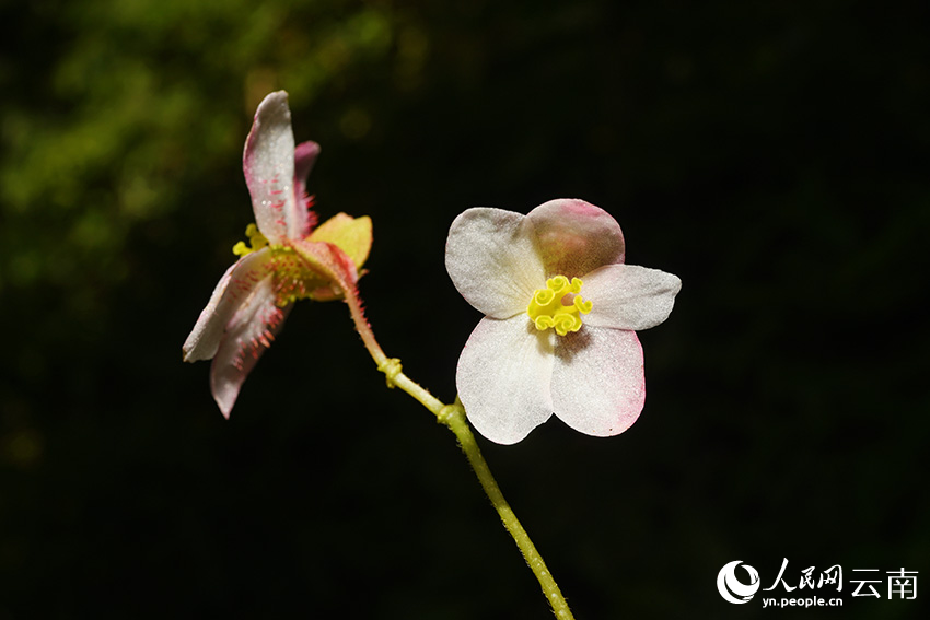 New Begonia species discovered in SW China’s Yunnan