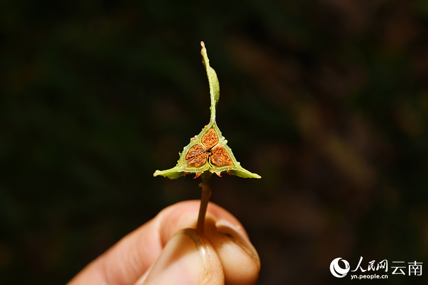 New Begonia species discovered in SW China’s Yunnan