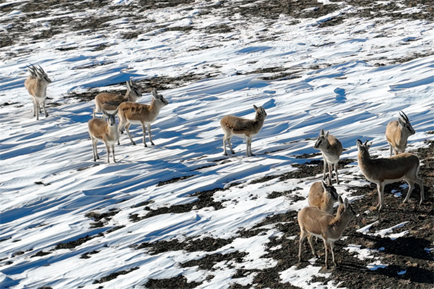 Herds of Gazella subgutturosa appear in Burqin county, NW China's Xinjiang