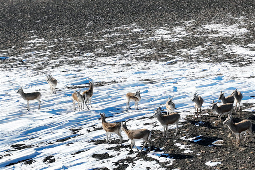 Herds of Gazella subgutturosa appear in Burqin county, NW China's Xinjiang