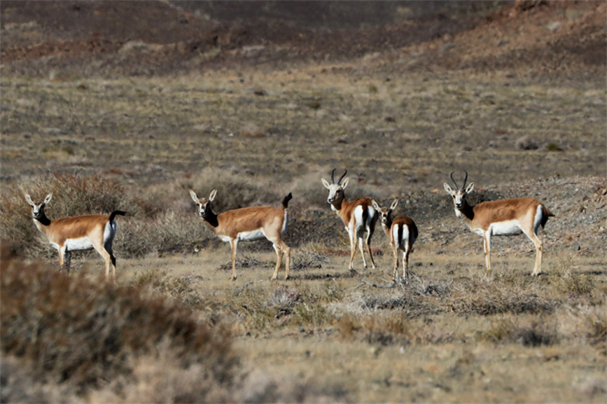 Herds of Gazella subgutturosa appear in Burqin county, NW China's Xinjiang