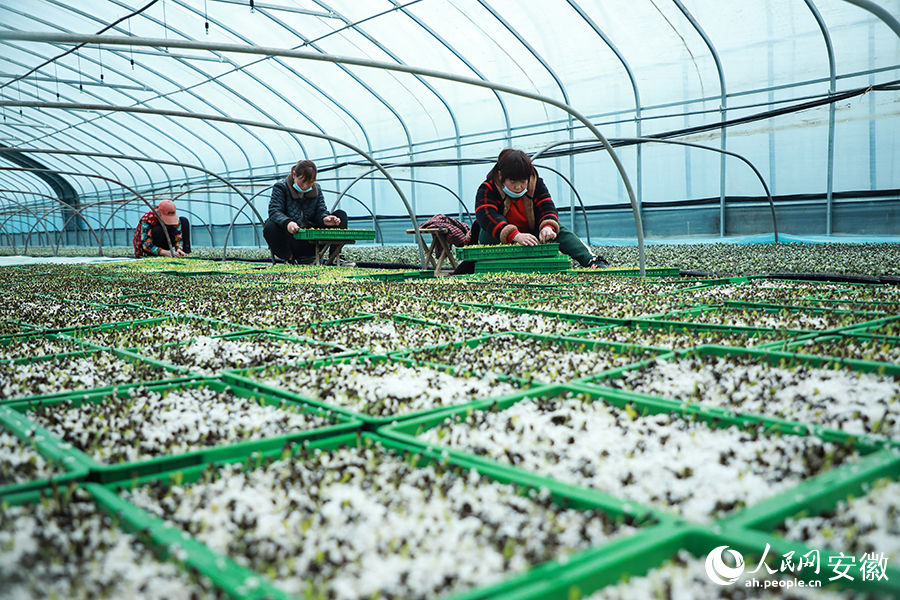 Expert helps farmers in E China’s Anhui increase incomes