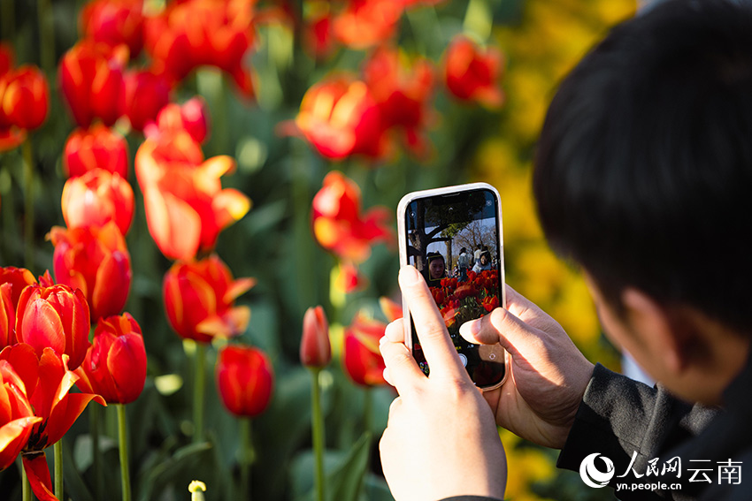 In pics: Over 80,000 tulips bloom in Kunming, SW China