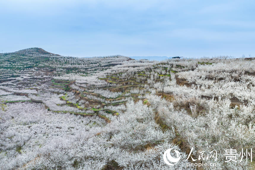 SW China's Guizhou welcomes spring with burst of cherry blossoms