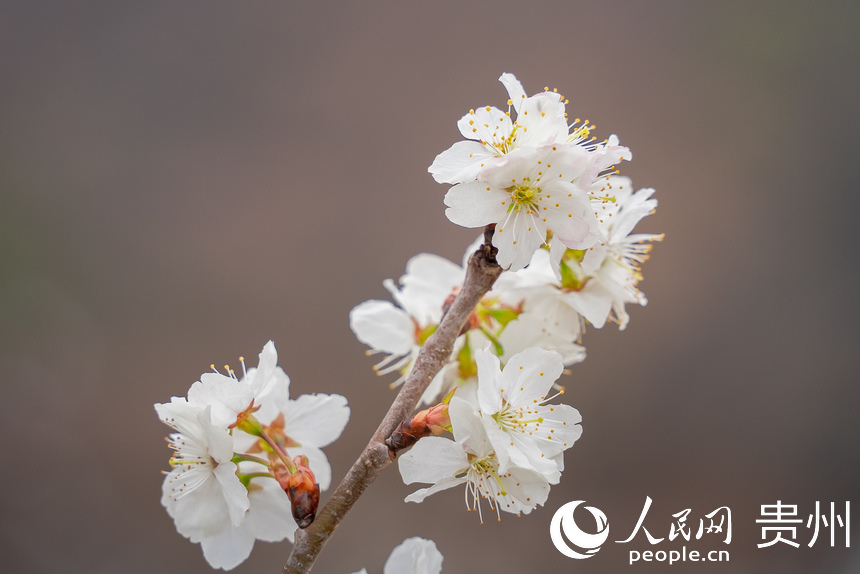 SW China's Guizhou welcomes spring with burst of cherry blossoms