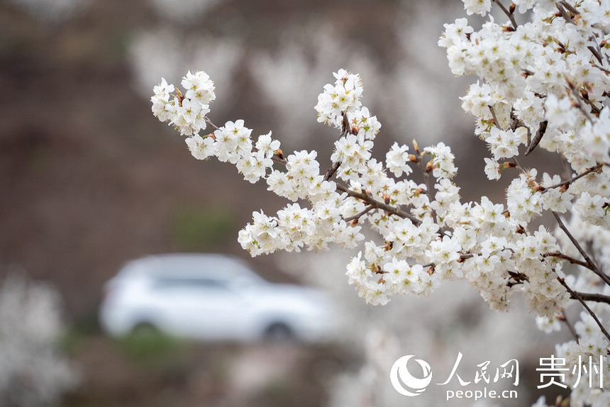 SW China's Guizhou welcomes spring with burst of cherry blossoms