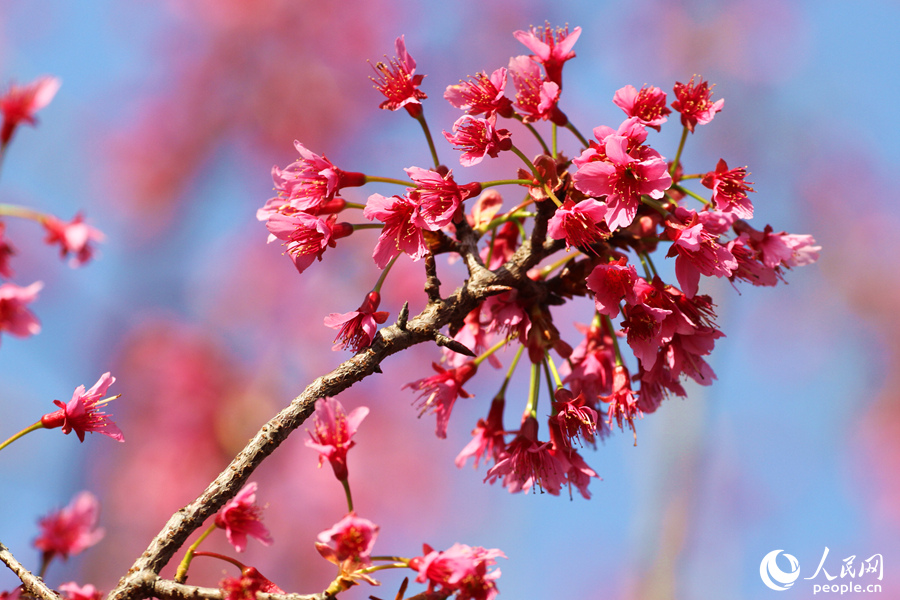 Tourists flock to E China's Xiamen for cherry blossom season