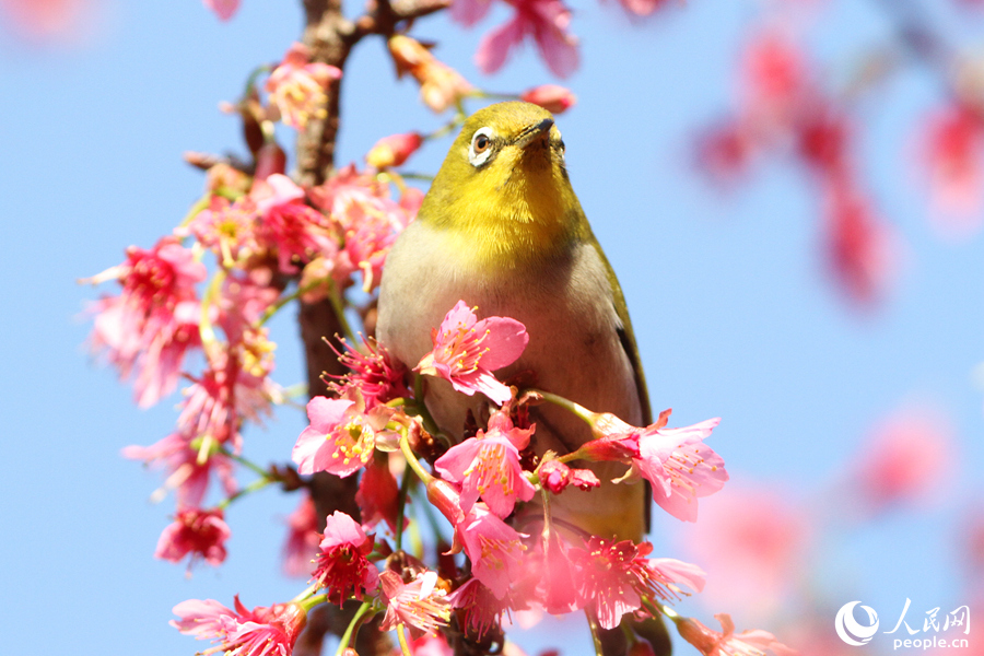 Tourists flock to E China's Xiamen for cherry blossom season