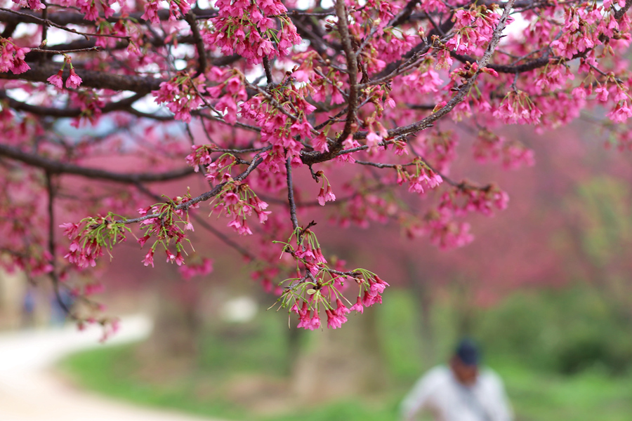 Tourists flock to E China's Xiamen for cherry blossom season