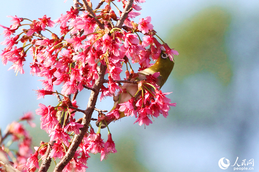 Tourists flock to E China's Xiamen for cherry blossom season