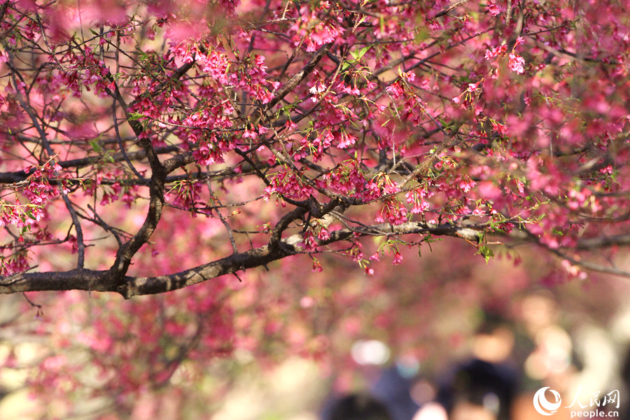 Tourists flock to E China's Xiamen for cherry blossom season