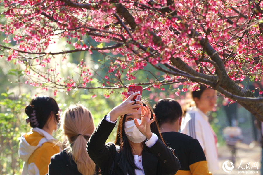 Tourists flock to E China's Xiamen for cherry blossom season