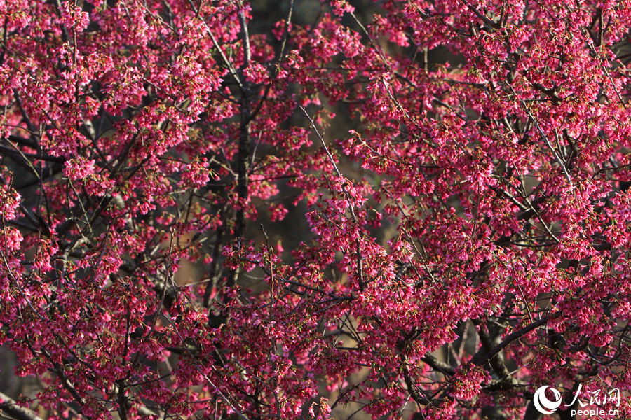 Tourists flock to E China's Xiamen for cherry blossom season