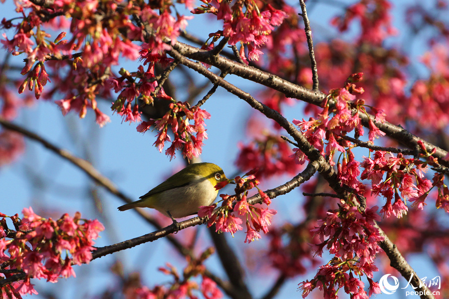 Tourists flock to E China's Xiamen for cherry blossom season